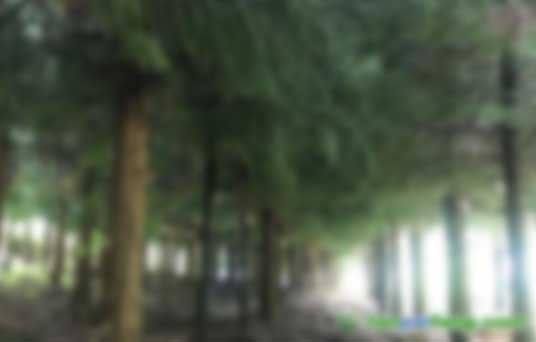 做林業碳匯資產開發靠譜的公司有哪些？