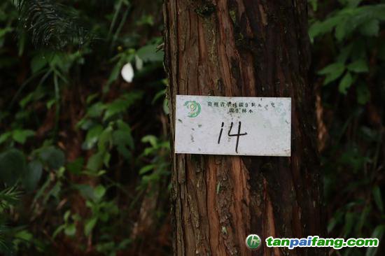 單株碳匯樹木統一編號