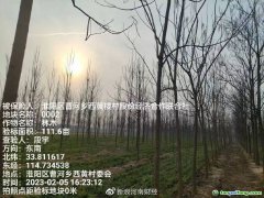 助力碳達標，林木雙保障 全國首單楸樹碳匯指數保險落地河南周口